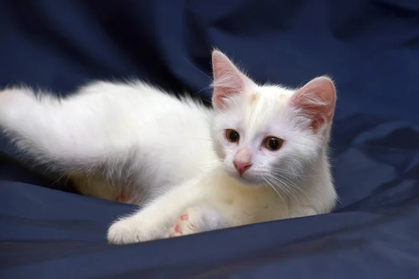 Cute Fluffy White Kitten Blue Background — Stock Photo, Image