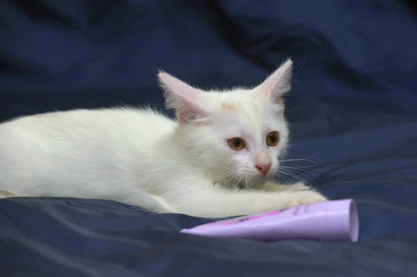 Lindo Gatito Blanco Esponjoso Sobre Fondo Azul —  Fotos de Stock