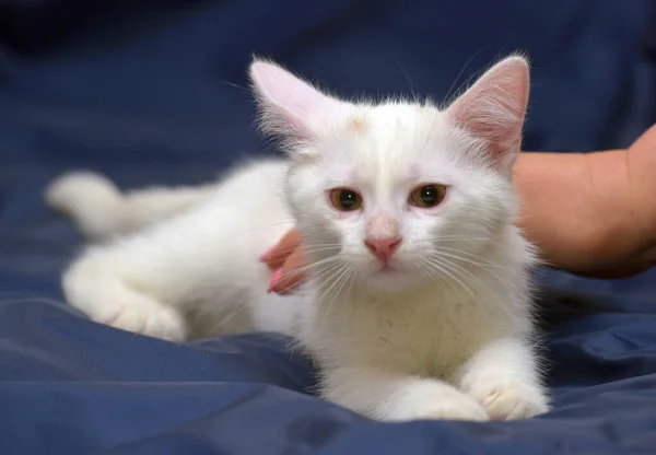 Cute Fluffy White Kitten Blue Background — Stock Photo, Image