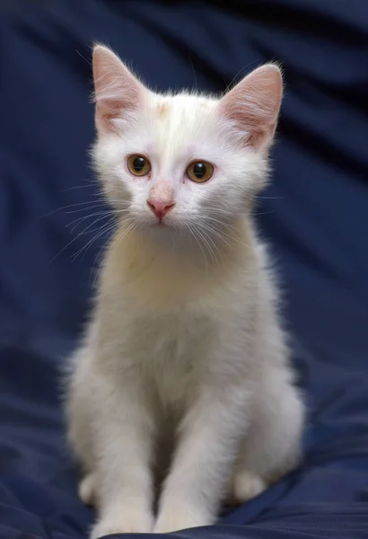 Lindo Gatito Blanco Esponjoso Sobre Fondo Azul — Foto de Stock