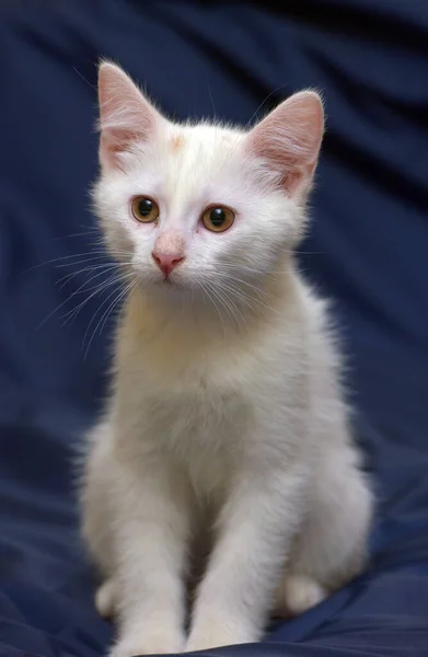 Mavi Arka Planda Sevimli Tüylü Beyaz Kedi Yavrusu — Stok fotoğraf
