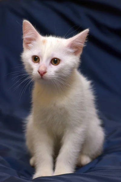 Mignon Chaton Blanc Moelleux Sur Fond Bleu — Photo