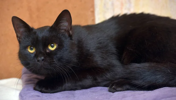 Black Orange Eyes Young Beautiful Cat Close — Stock Photo, Image