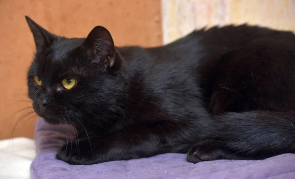 Black Orange Eyes Young Beautiful Cat Close — Stock Photo, Image