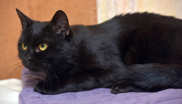 Negro Con Naranja Ojos Joven Hermoso Gato Cerca — Foto de Stock