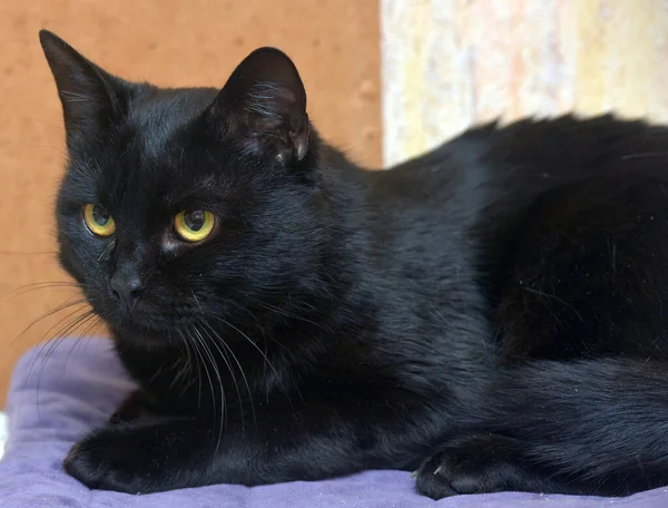 Černá Oranžové Oči Mladá Krásná Kočka Zblízka — Stock fotografie