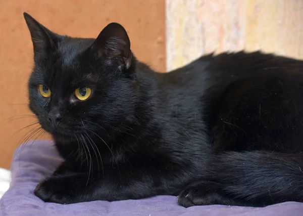 Black Orange Eyes Young Beautiful Cat Close — Stock Photo, Image