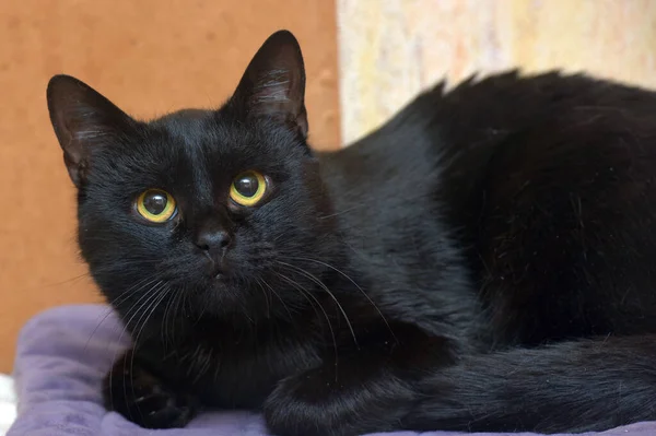 Black Orange Eyes Young Beautiful Cat Close — Stock Photo, Image