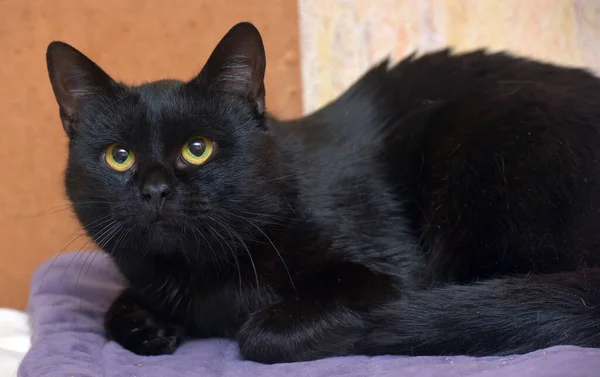 Black Orange Eyes Young Beautiful Cat Close — Stock Photo, Image