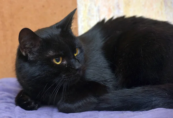 Preto Com Laranja Olhos Jovem Bonito Gato Perto — Fotografia de Stock