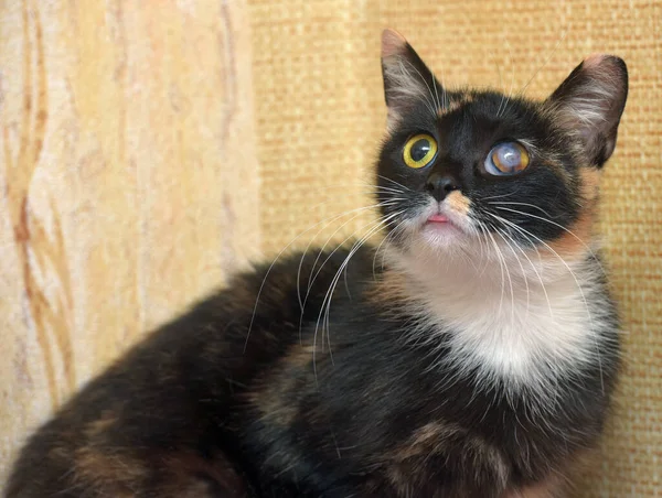 cat with glaucoma in the eye at an animal shelter