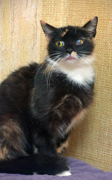 Gato Com Glaucoma Olho Abrigo Animal — Fotografia de Stock