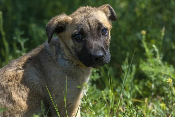 かわいい茶色のモングレル子犬の緑の草の背景 — ストック写真