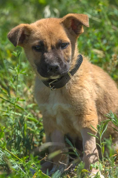 Lindo Cachorro Mestizo Marrón Sobre Fondo Hierba Verde — Foto de Stock