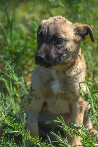 Lindo Cachorro Mestizo Marrón Sobre Fondo Hierba Verde — Foto de Stock