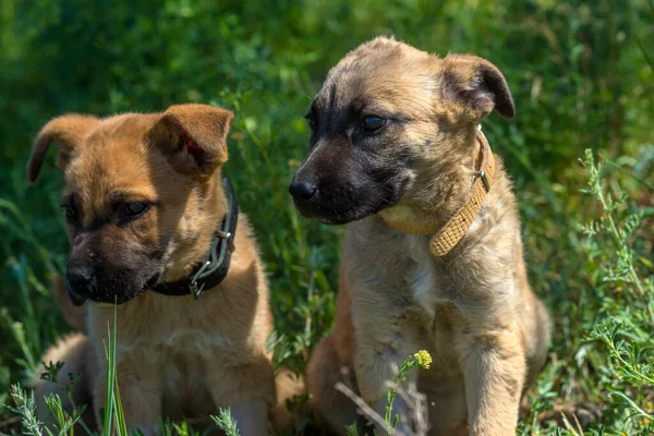Two Cute Brown Mongrel Puppies Background Green Grass — Stock Photo, Image