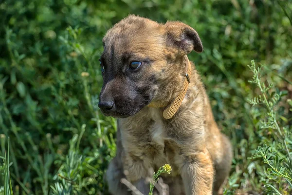 Cute Brown Mongrel Puppy Green Grass Background — Stock Photo, Image