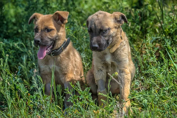 Dos Lindos Cachorros Mestizos Marrones Sobre Fondo Hierba Verde — Foto de Stock