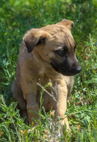 Cute Brown Mongrel Puppy Green Grass Background — Stock Photo, Image