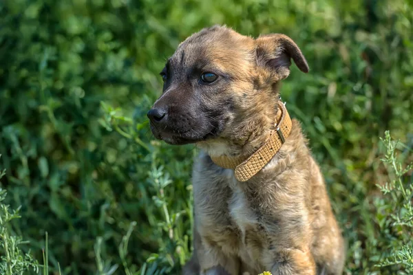 Cute Brown Mongrel Puppy Green Grass Background — Stock Photo, Image