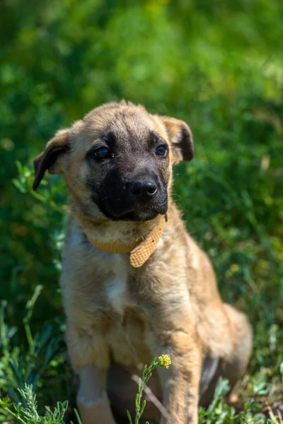 Niedlichen Braunen Mischlingshund Auf Grünem Gras Hintergrund — Stockfoto