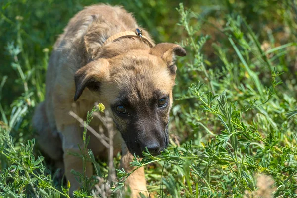 Lindo Cachorro Mestizo Marrón Sobre Fondo Hierba Verde — Foto de Stock