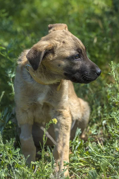 Cute Brown Mongrel Puppy Green Grass Background — Stock Photo, Image