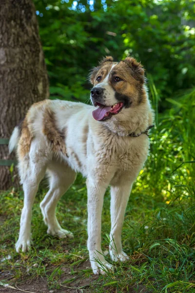 Wit Met Bruin Grote Alabai Een Groene Zomerse Achtergrond — Stockfoto