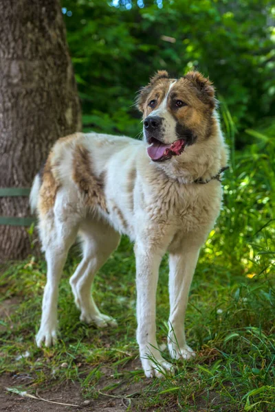 Wit Met Bruin Grote Alabai Een Groene Zomerse Achtergrond — Stockfoto