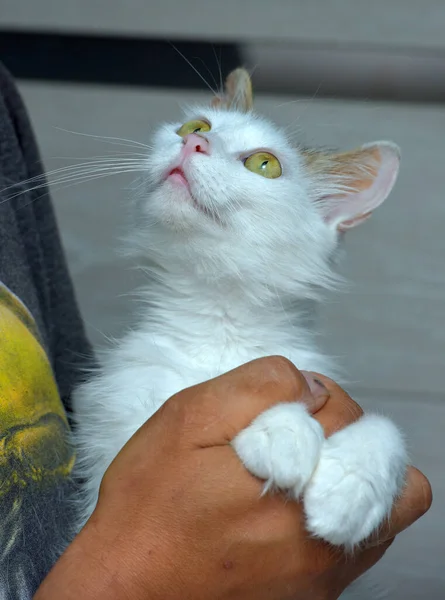 Affectueux Chat Blanc Gris Moelleux Dans Les Mains — Photo