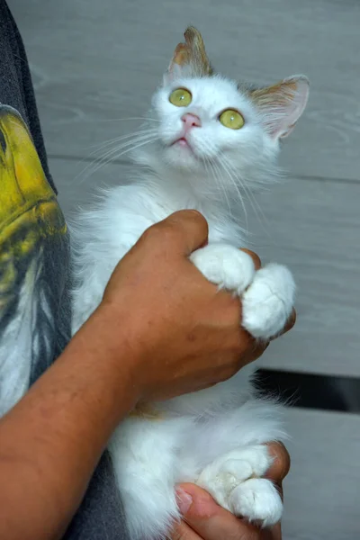 Cariñoso Esponjoso Blanco Gris Gato Manos — Foto de Stock