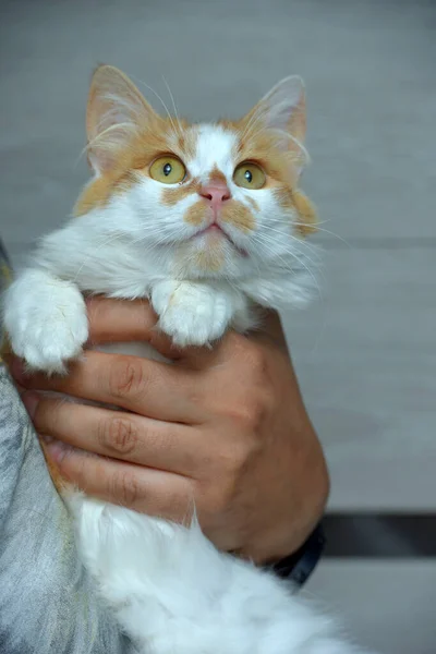 Lucu Berbulu Merah Dengan Kucing Putih Tangan Menutup — Stok Foto