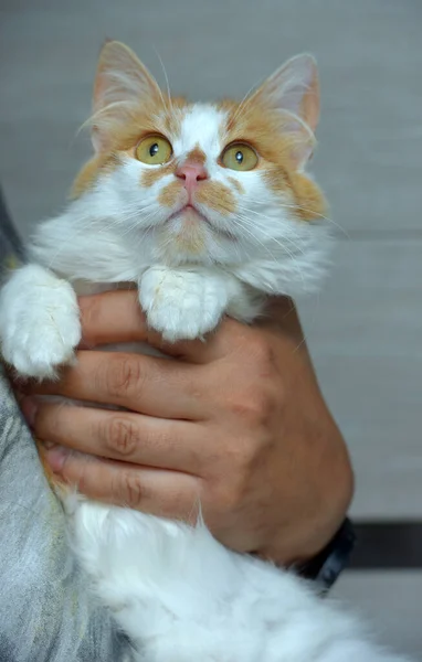 Lindo Mullido Rojo Con Blanco Gato Manos Cerca — Foto de Stock