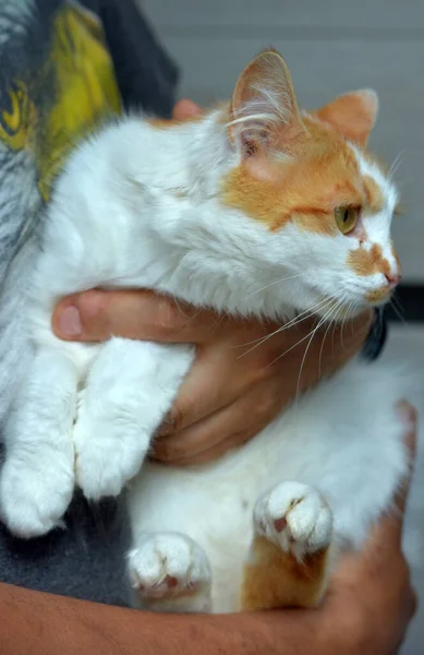 Lindo Mullido Rojo Con Blanco Gato Manos Cerca — Foto de Stock