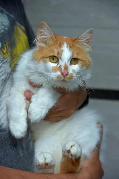 Niedlich Flauschig Rot Mit Weißer Katze Den Händen Aus Nächster — Stockfoto