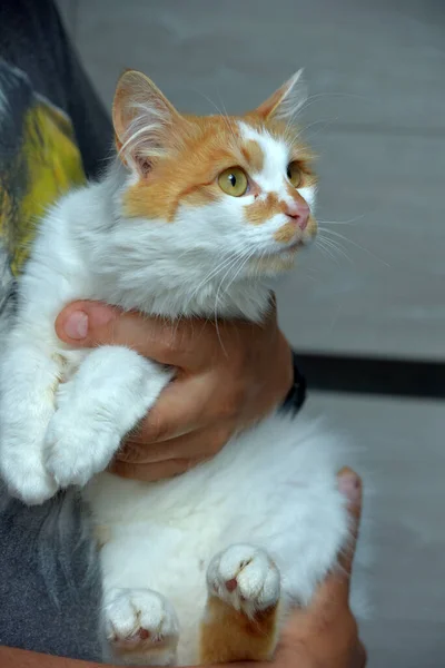 Lindo Mullido Rojo Con Blanco Gato Manos Cerca — Foto de Stock