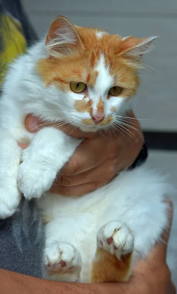 白い猫を手にしたかわいいふわふわの赤い — ストック写真