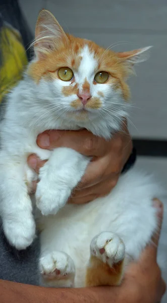 Lindo Mullido Rojo Con Blanco Gato Manos Cerca — Foto de Stock