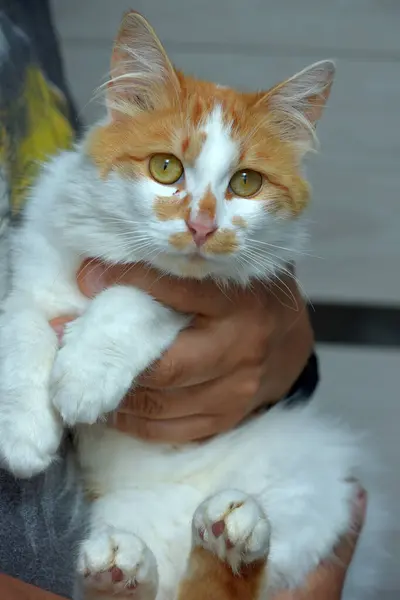 Lindo Mullido Rojo Con Blanco Gato Manos Cerca — Foto de Stock