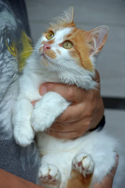 Niedlich Flauschig Rot Mit Weißer Katze Den Händen Aus Nächster — Stockfoto