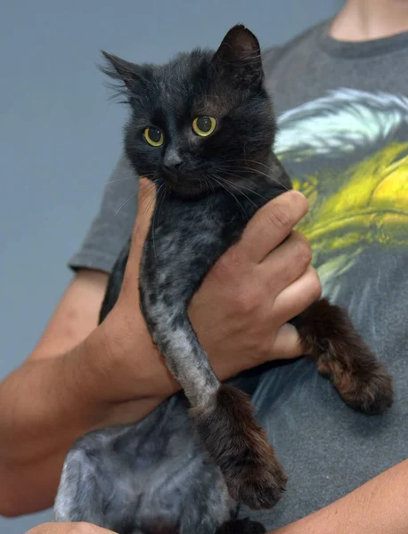 trimmed black cat in hands close up