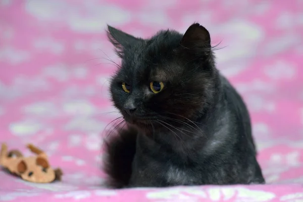 Στολισμένη Μαύρη Γάτα Στον Καναπέ Από Κοντά — Φωτογραφία Αρχείου