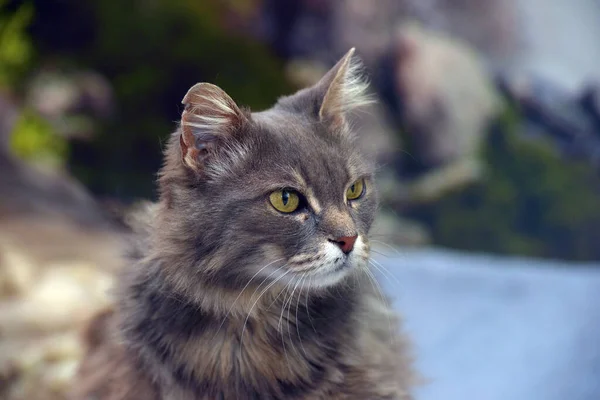 Bonito Bonito Cinza Fofo Gato Com Olhos Amarelos — Fotografia de Stock