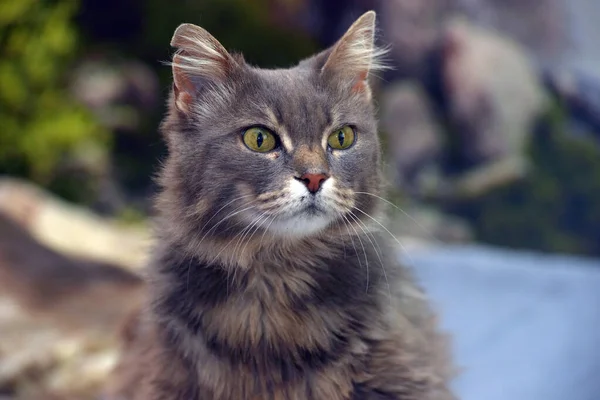 Niedlich Schöne Graue Flauschige Katze Mit Gelben Augen — Stockfoto