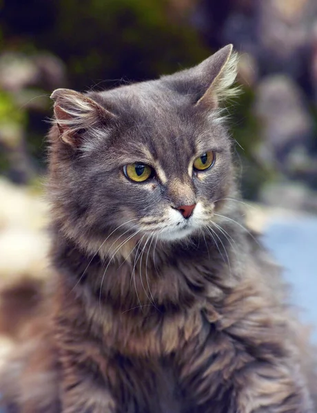 Όμορφη Γκρι Χνουδωτή Γάτα Κίτρινα Μάτια — Φωτογραφία Αρχείου
