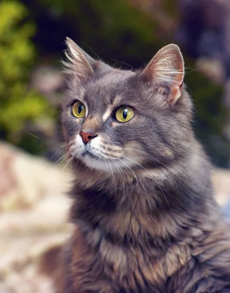 Cute Beautiful Gray Fluffy Cat Yellow Eyes — Stock Photo, Image