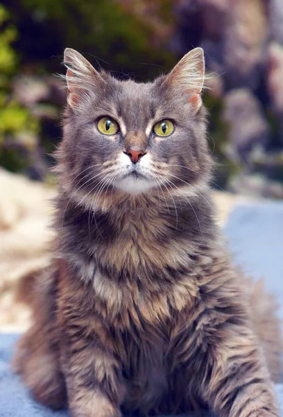 Симпатичная Пушистая Кошка Желтыми Глазами — стоковое фото