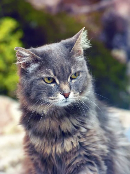 Ładny Piękny Szary Puszysty Kot Żółtymi Oczami — Zdjęcie stockowe