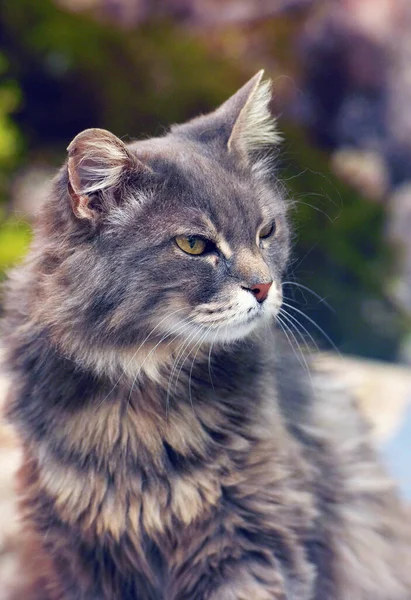 Schattig Mooie Grijze Pluizige Kat Met Gele Ogen — Stockfoto