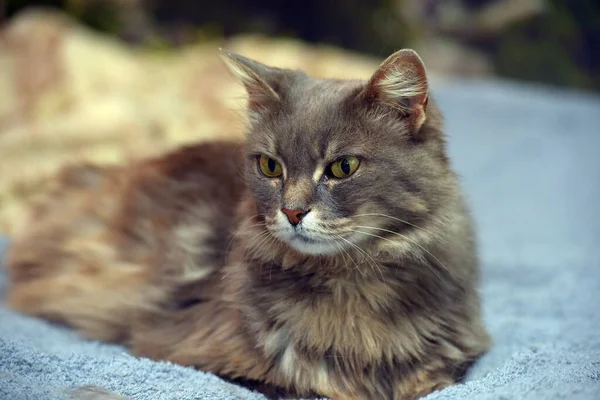 Bonito Bonito Cinza Fofo Gato Com Olhos Amarelos — Fotografia de Stock